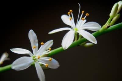 Reverse Variegated Spider Plant - Easy to Grow/Cleans The Air - 4in Pot