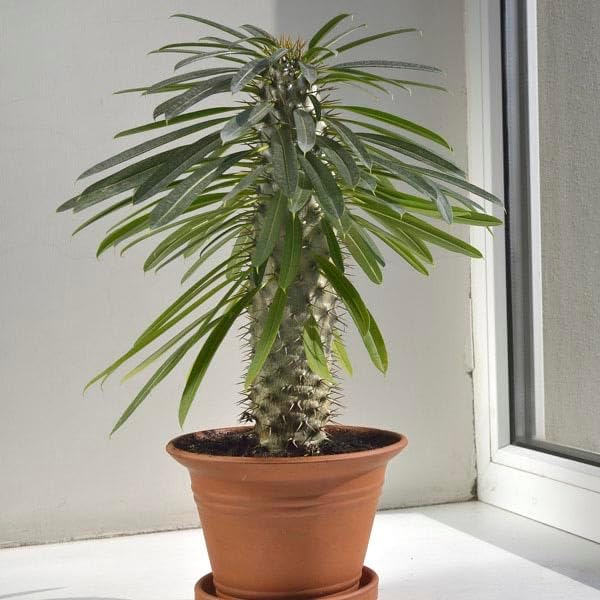 Premium Madagascar Palm Potting Mix - Crafted for Thriving Growth and Unique Elegance - 1 Quart