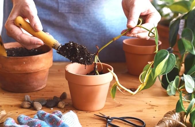 Epipremnum Plant Potting Soil - Enhance Foliage and Health with Professional Grade Nutrient-Rich Mix - 3 Quart