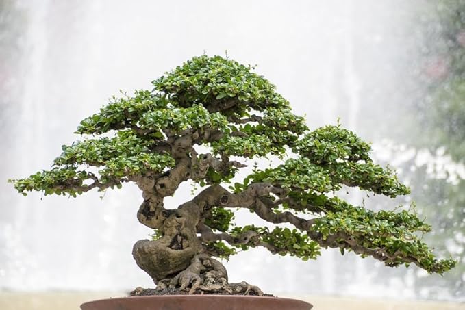 Professional Potting Mix for Bonsai Trees - Nutrient-Rich Blend for Vibrant Bonsai Trees - 4 Quart