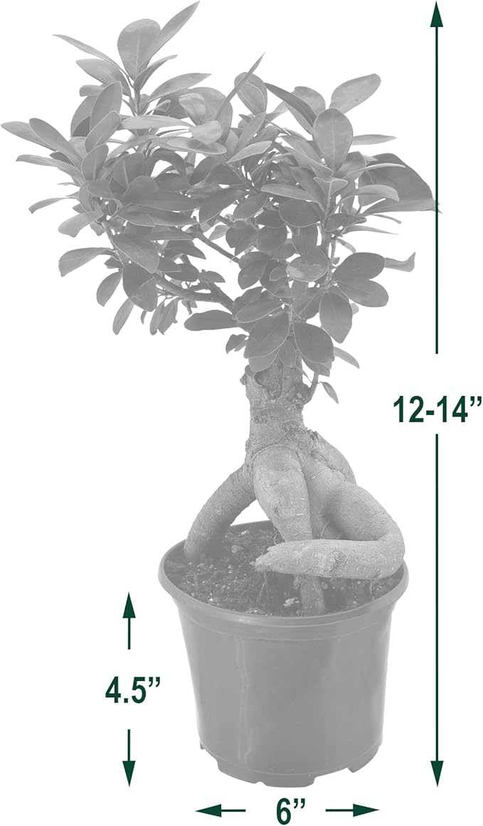 Arcadia Garden Products LV62 Ginseng Ficus Live Indoor Bonsai Plant in 6 in. Plastic Grower Pot, 6 Inch, Green *Sold by Amazon and Arcadia Garden Products*