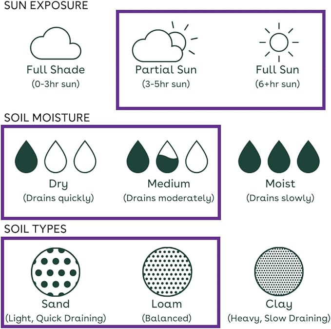 32 Live Butterfly Milkweed Plants (Asclepias tuberosa) Perennial Wildflowers from My Home Park – Individually Potted in 4” Pots – 4–8” Tall on Arrival – Not Seeds – Blooms in Mid-Summer – Zones 4-8