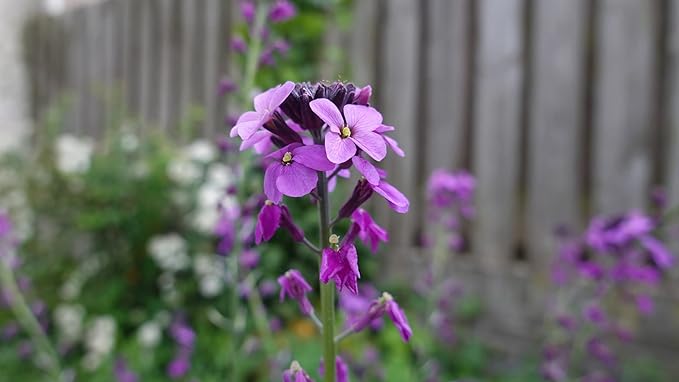 Black Duck Brand Set of 100 Flower Seed Packets! Flower Seeds in Bulk - Best Value Seeds - Great for Classrooms, Beginner Gardeners and Kids! - Deluxe Varieties! (100)