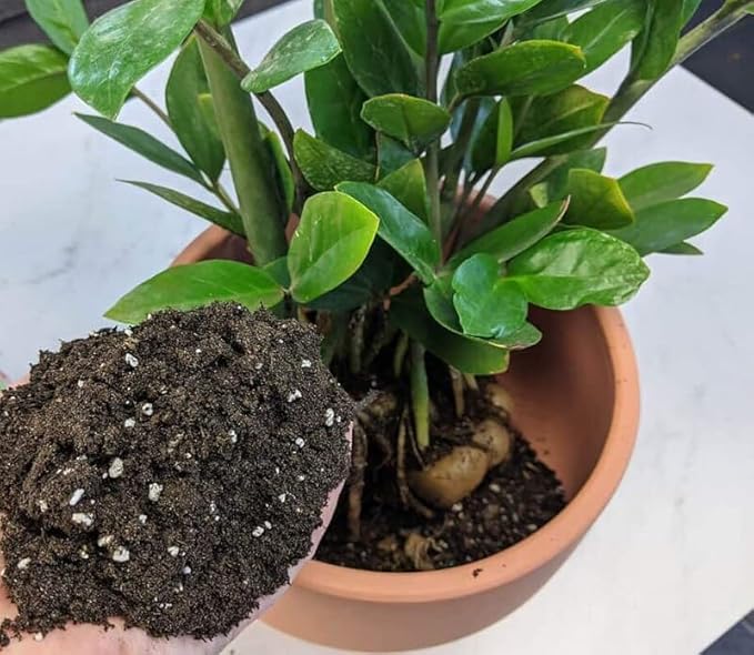Elevate Your Space with Gardenera's Organic Potting Mix - Tailored for Thriving Zamioculcas Plants and Distinctive Leaves - 2 Quart, MAIN-ZAMIOCULCAS-2QT
