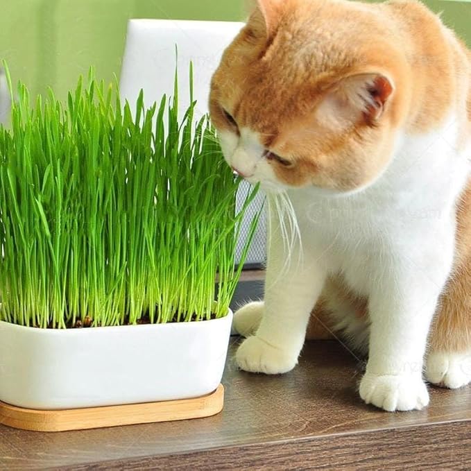 Cat Grass Potting Soil - Create an Enjoyable and Nutritious Experience for Your Feline Friend - 1 Quart