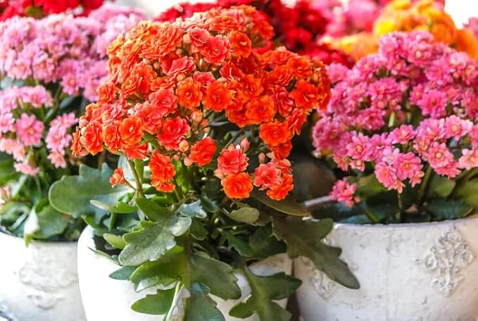 Kalanchoe Plant Premium Potting Mix - 10 Quart - Optimize Growth with Natural Ingredients (2 Bags of 5 Quart)