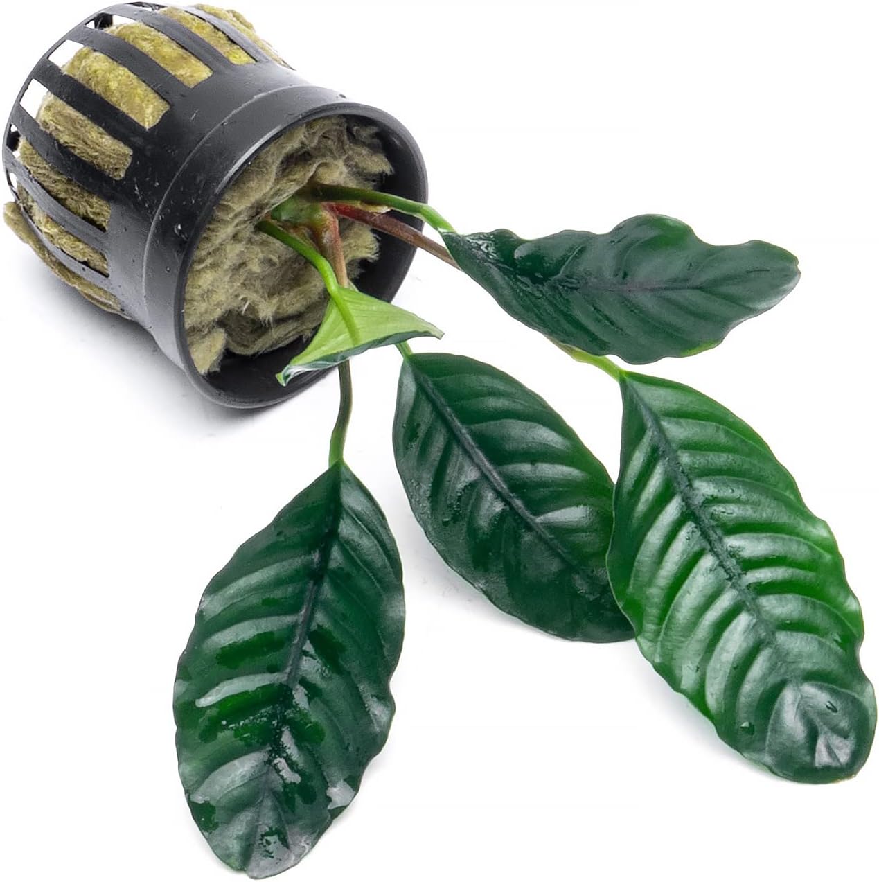 Anubias Live Aquarium Plants - Potted Freshwater Plant for Fish Tanks, Terrariums - Beginner Friendly Low Light (Barteri Coffeefolia, 3 Pots)