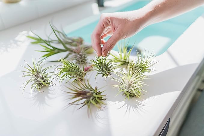 10 Pack of Large Tillandsia Air Plants - Xerographica, Juncea, Bulbosa, Caput Medusae & Harrisii- Live Succulent House Plants Availabe in Wholesale and Bulk - Easy Care Indoor and Outdoor Plant