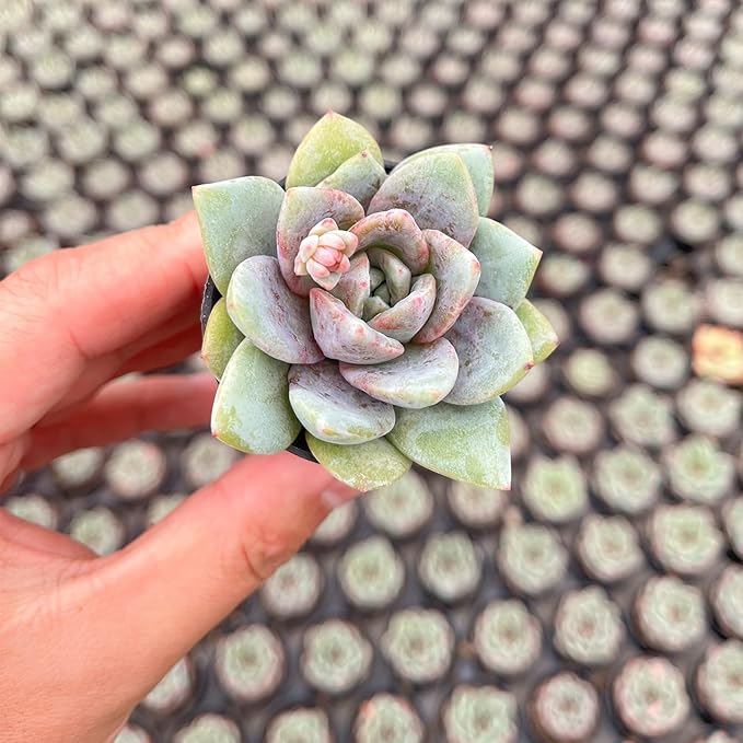 2" Live Succulent 'E. German Champagne', Rare Succulent Plants Fully Rooted in Pots, Unique House Plant for DIY, Party Favor, Home Office Decoration