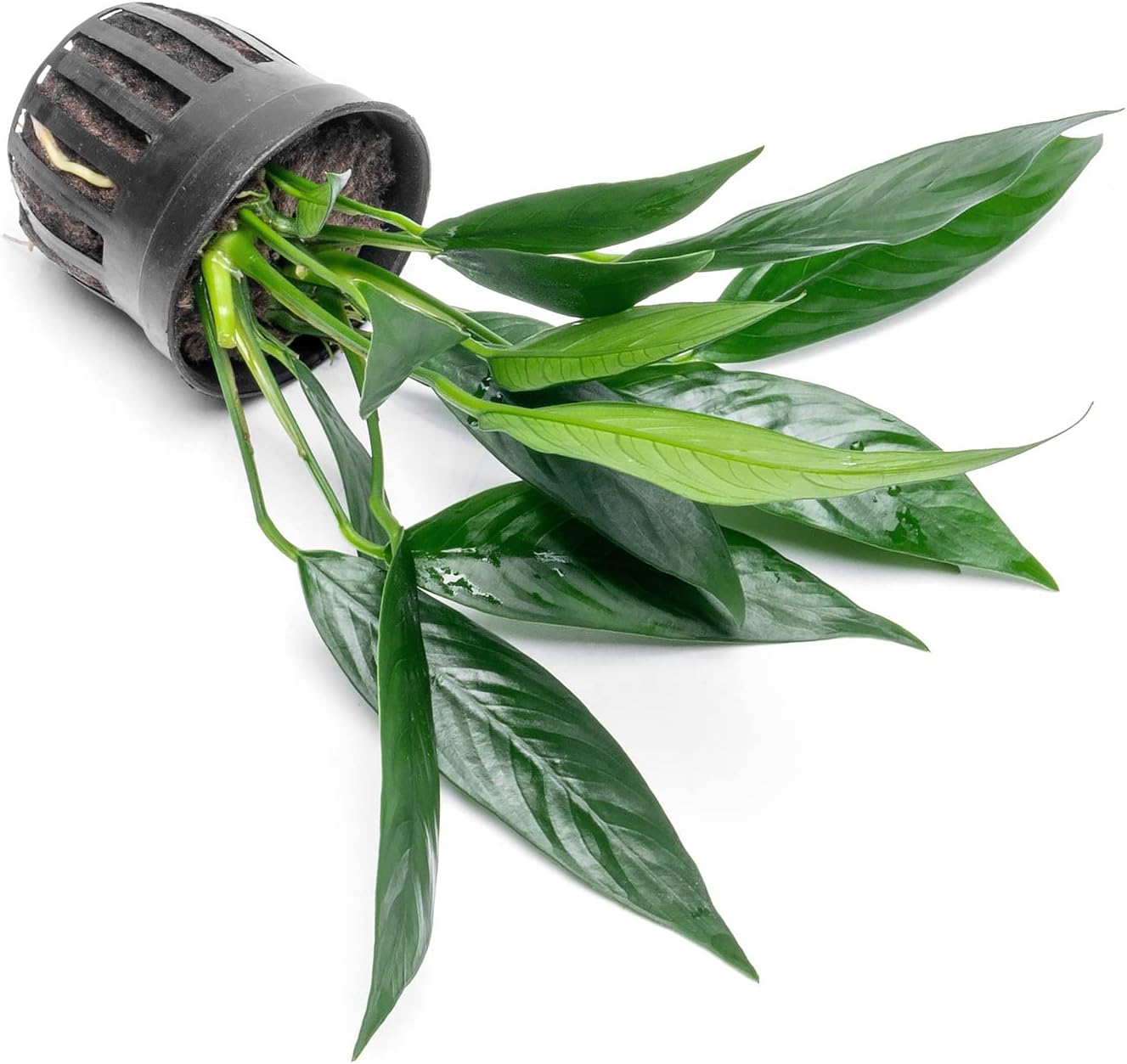 Anubias Live Aquarium Plants - Potted Freshwater Plant for Fish Tanks, Terrariums - Beginner Friendly Low Light (Glabra, 5 Pots)