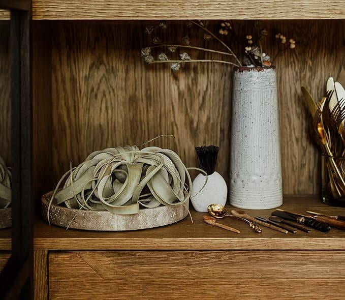 Air Plants - Tillandsia Xerographica, Large 5-7” - 10ct - Live Arrival Gauranteed - House Plants for Home Decor & Gift