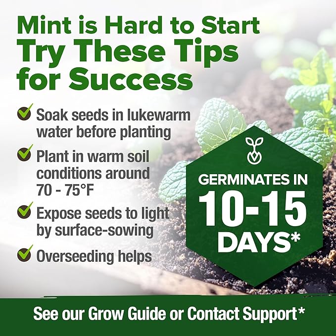 HOME GROWN Premium Common Mint Seeds (Bulk Pack) 3,600 π‘π’π‘-ππ π’ π¨π¦π Heirloom Herb Seeds, USA Sourced | Ideal for Planting Outdoors or Indoors for a Fresh Mint Tea Garden (Mentha spp)