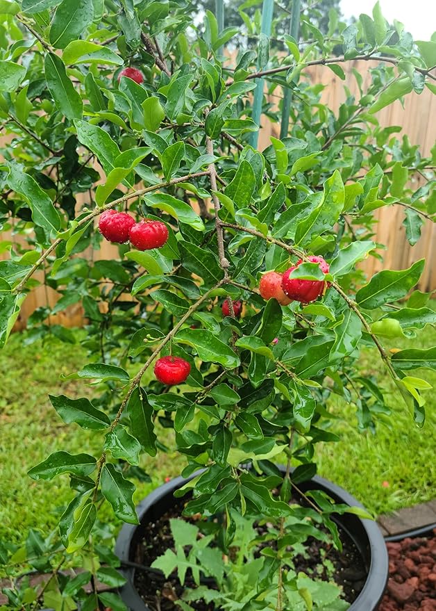 Premium Barbados Cherry Plant Potting Mix - Crafted for Flourishing Growth and Tangy Fruits - 1 Quart