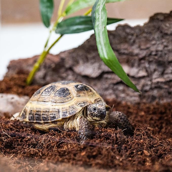 Terrarium Bedding - Premium Blend of Coco Coir, Charcoal, Pumice, and Vermiculite for Vibrant Terrariums - 1 Quart