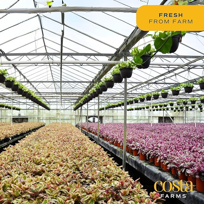 Costa Farms Parlor Palm, Neanthebella, Easy to Grow Houseplant Potted in Décor Plant Pot, Everyday Gift for Mom, For Wife, From Daughter, Son, Room or Home Decor, 1 Foot Tall