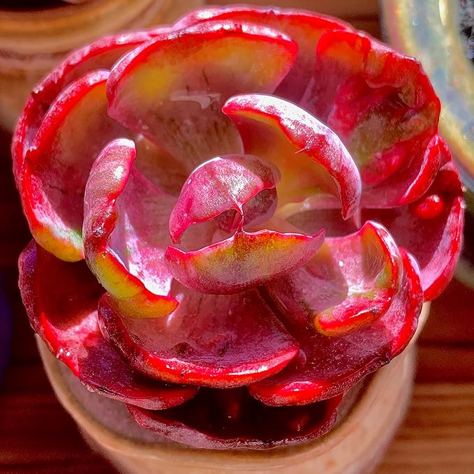 FWPP Cotyledon orbiculata ‘Variegated Heart of Moon’Live Succulent Plant in 2 Inch Pot, Red-Edged Variegated Leaves, Fully Rooted Easy Care Houseplant, Great Gift for Plant Lovers & Indoor Decor