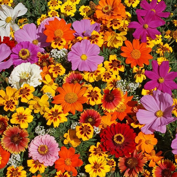 Park Seed Grow Your Own Vibrant Wildflower Garden Mixture, Perfect for Bees, Butterflies, and Hummingbirds, Monarch Butterfly Mix, 1/4 OZ