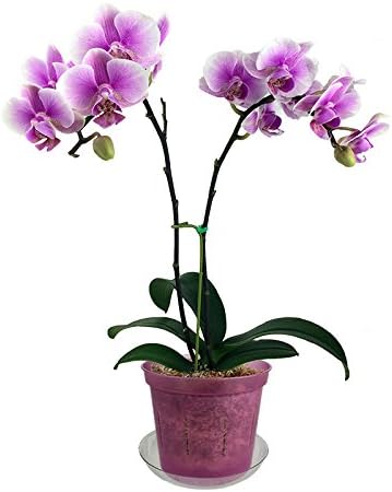 rePotme 5" Slotted Clear Orchid Pots - 3 Pack (Rose Quartz)