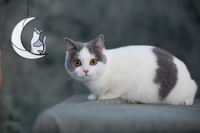 Gray and White Cat Memorial Gifts Loss of Cat British Shorthair Stained Glass Cat Suncatcher Cat Died Sympathy Gifts for Cat Lovers Cat Loss Sympathy Gift