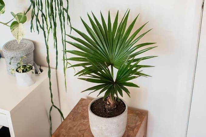 Palm Tree Potting Mix - The Ultimate Soil for Strong and Healthy Palms - Top Choice for Palm Tree Growers [2 Quart Bag]