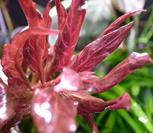 Alternanthera Reineckii Rosanervig Red Tissue Culture Cup Freshwater Live Aquarium Plants Decoration BUY2GET1FREE