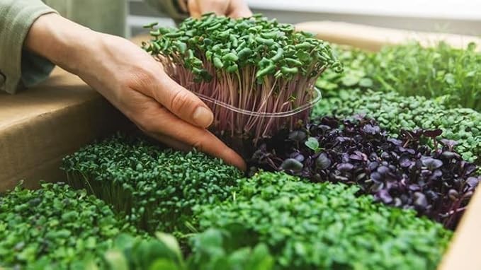 Premium Organic Microgreens Potting Mix: Canadian Peat Moss, Cococoir, Perlite, and More - 3 Quart