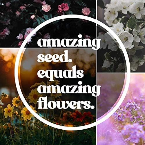 Northeastern Wildflower Seeds Bulk – 1/4 lb, 160,000+ Seeds – Native Northeast Wildflower Mix – Annual & Perennial Flower Seed for Planting – Pollinator-Friendly Garden Mix