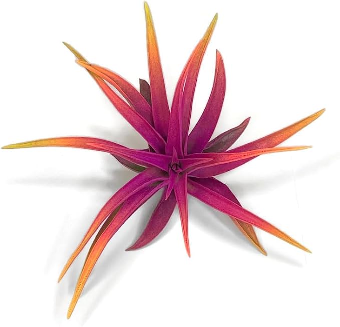Colored Capitata Air Plant, Tillandsia, Airplant, Air Purification, House Plant, Home Decor & Gift, Live Plant (Rainbow #3)