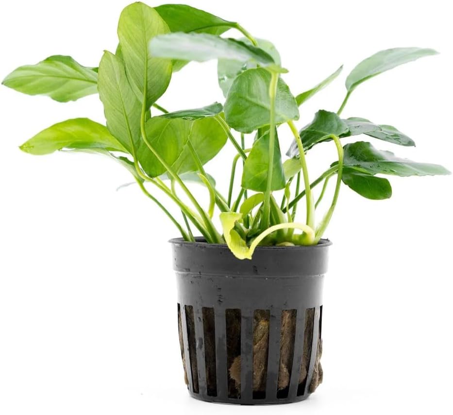 Live Jungle Plants - Anubias Nana Paxing (Anubias barteri) - Low Light Foreground to Midground Aquatic Rhizome Plant, Epiphytic Growth, Green Foliage - Pot