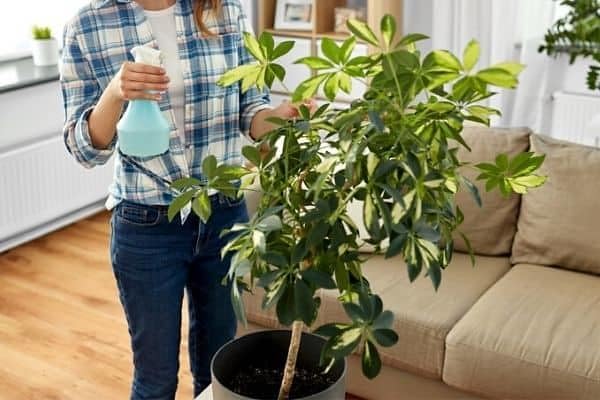 Umbrella Plant Premium Potting Mix - 10 Quart - Nourish Your Plants with Nature's Finest Ingredients (2 Bags of 5 Quart)