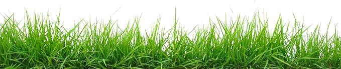 Brownie Brand Majestic Hulled Bermudagrass Seed | Premium Turf Grass for Dense, Drought-Resistant Lawns | Fast-Growing, Heat-Tolerant, Certified Seed for High-Traffic Areas. (10 Pound)