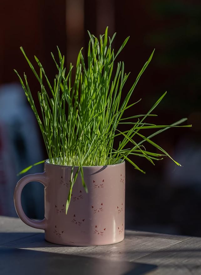 Cat Grass Refill Kit (3)