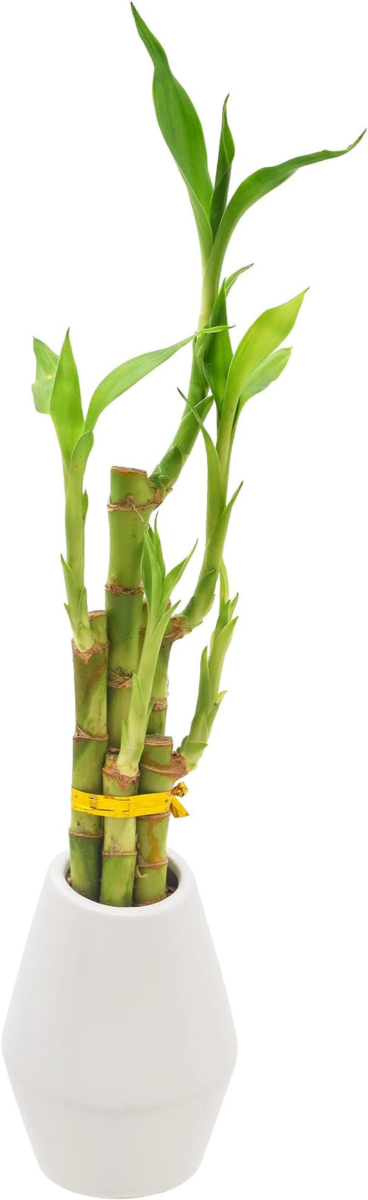 Arcadia Garden Products 5-Stem Lucky Bamboo, Live Indoor Plant in Dimension II Ceramic Planter for Home, Work, or Gift, White. ***Cannot Ship to Hawaii***