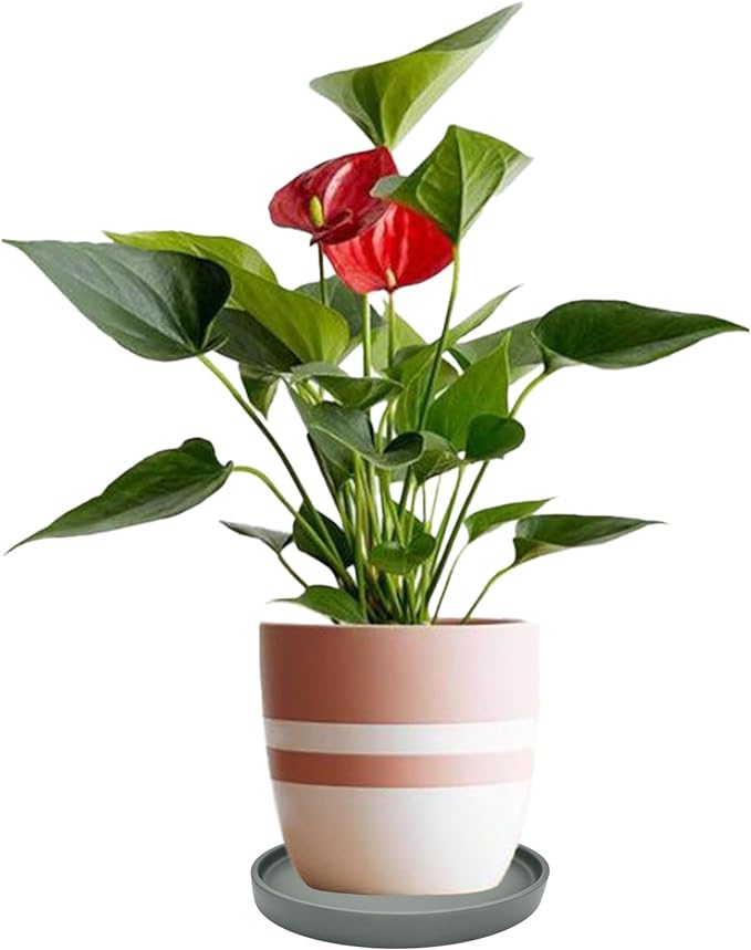 Ceramic Plant Saucer Pot Tray 12 Inch, Planter Saucers 4 5 6 7 8 9 10 11 12 13 Inch for Indoors Outdoor, Durable Sturdy Flower Drainage drip Water Tray for Glazed Pots Base (12.7 Inch-Grey)