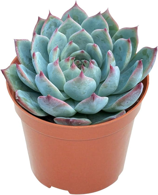 Live Succulent Plants Echeveria 'Chihuahuaensis', Easy Care Potted Succulents, Approx 4" D x 4" H, Indoor Houseplant, Unique Gifts, Home Office Décor