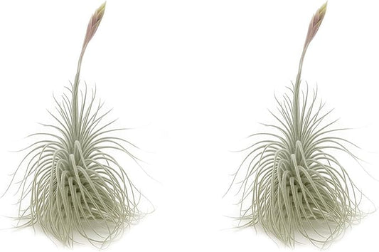 Live air Plant - Tillandsia Tectorum Air Plant 4-6" – 2ct – Unique Shape with Silvery Fuzz – Low Maintenance Houseplant – Perfect for Decor, Terrariums, Gifts - Live Arrival Guaranteed