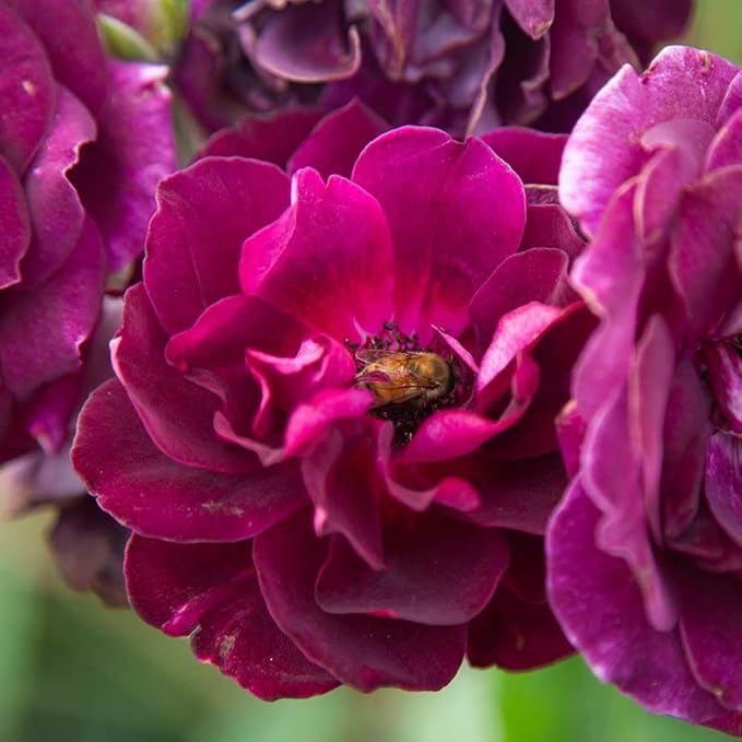 Heirloom Roses Rose Plant - Burgundy Iceberg™ Purple Rose Bush, Shrub Live Plant for Planting Outdoors