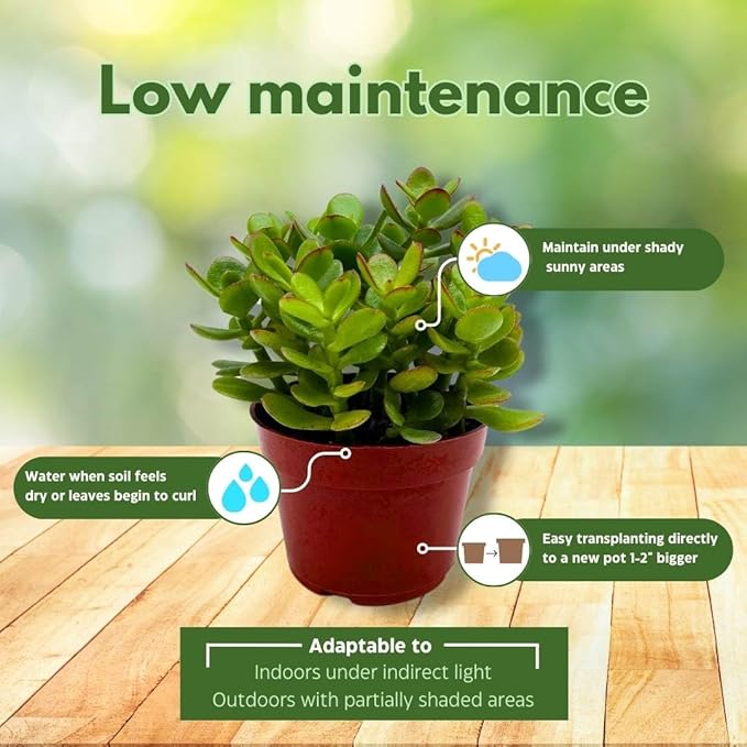 BubbleBlooms Jade Succulent in a 4 inch Pot Crassula ovata