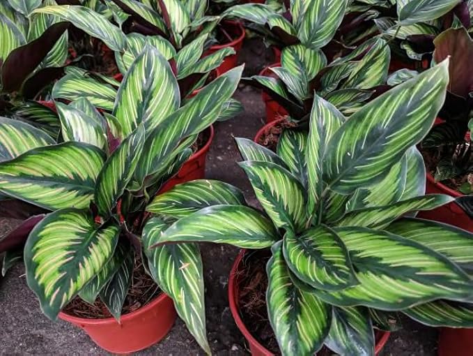 Calathea Plant Potting Soil - Enhance Foliage Beauty and Health with Professional Grade Nutrient-Rich Mix - 3 Quart