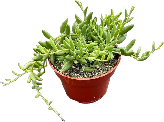Live Succulents 'String of Bananas' (4-inch), Succulent Plants Fully Rooted in Pots with Soil, Easy-Care House Plant for DIY, Home Office Decor, Wedding Party Favor