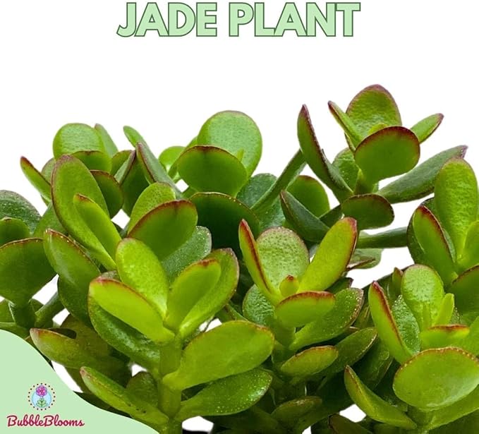 BubbleBlooms Jade Succulent in a 4 inch Pot Crassula ovata