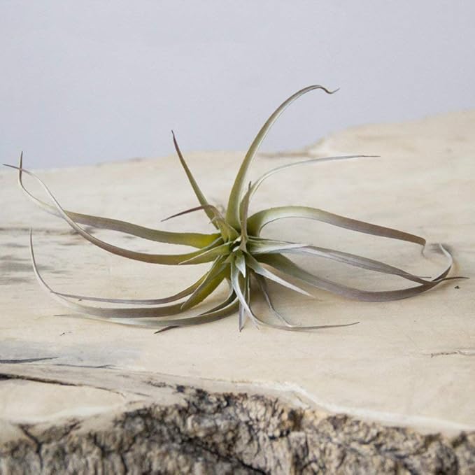 CHIVE Artificial Air Plants — Bulk Set of 5, Medium — Ultra Realistic Fake Tillandsia Bromeliad Plants — Decorative Faux Succulents for Home & Office Decor — No Care Needed!