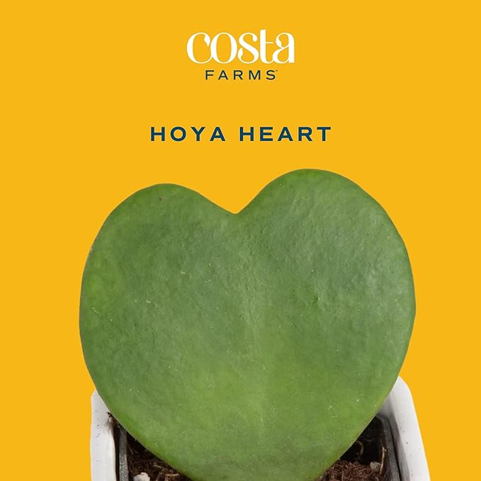 Costa Farms Live Indoor Plant Hoya Heart, Easy to Grow Succulent-Like Houseplant in Cute Decor Planter, Housewarming Gift, Office or Room Decor, 5-Inches Tall