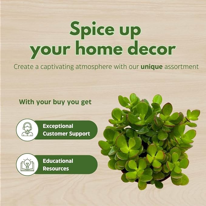 BubbleBlooms Jade Succulent in a 4 inch Pot Crassula ovata