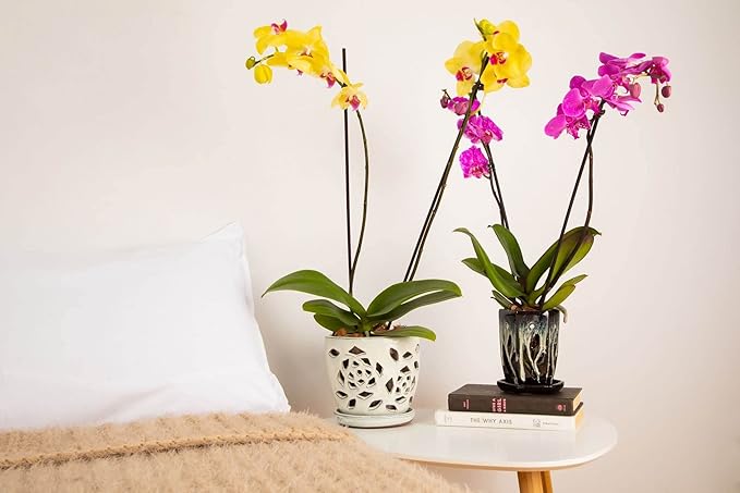 rePotme 4 x 6 inch Ceramic Orchid Pot (Honey Cream Over Coffee) - Hexagon Orchid Pot with Holes