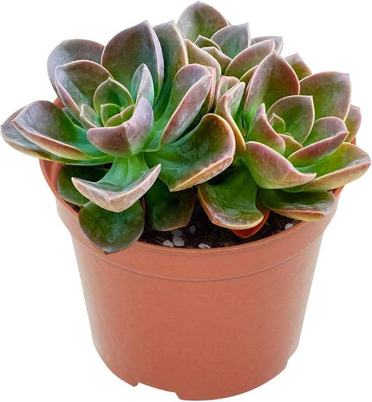 Live Succulents Echeveria 'Melaco' (4-inch), Succulent Plants Fully Rooted in Pots with Soil, Easy-Care House Plant for DIY, Home Office Decor, Wedding Party Favor