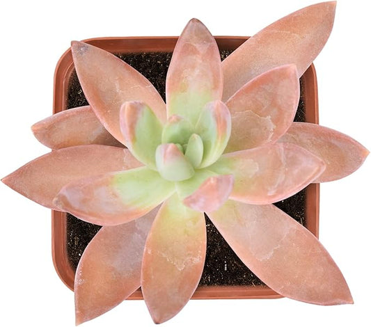 Live Succulent Sedum adolphi, Approx 2-inch Large, Potted Succulents, Fully Rooted, Easy Care House Plants