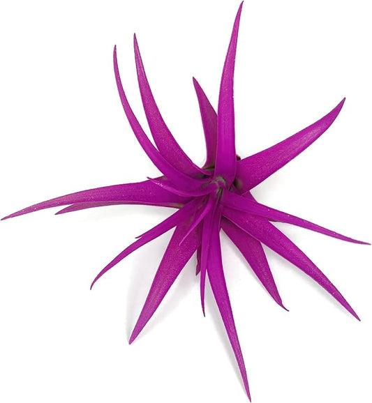 Colored Capitata Air Plant, Tillandsia Air Plant, Airplant, Air Purification, House Plant, Home Decor & Gift, Live Plant (Pink)