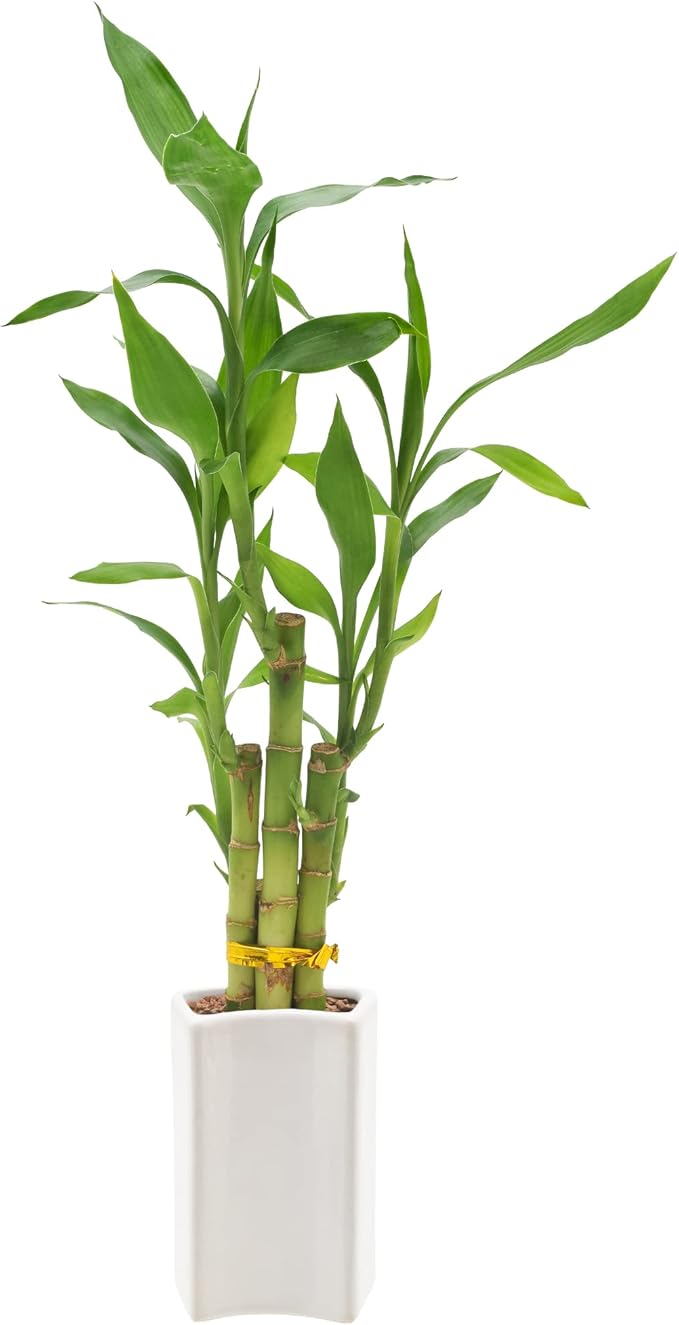 5-Stem Lucky Bamboo, Live Indoor Plant in Contour II Ceramic Planter for Home, Work, or Gift, White ***Cannot Ship to Hawaii***