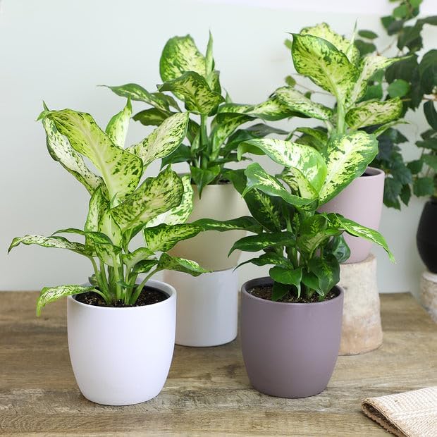 Premium DIEFFENBACHIA Potting Soil Mix - Ideal for Growing Robust and Healthy Dieffenbachia - 5 Quart